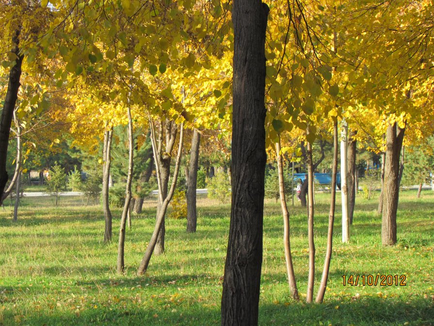 Добрая волшебница осень Все переиначила: Ярко-желтым цветом деревья разукрасила. - Венера Цой