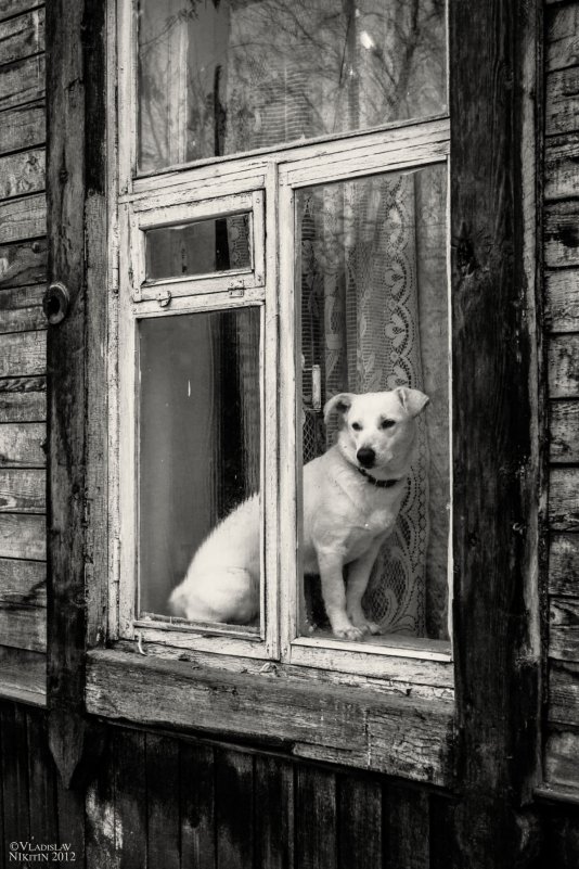 Собака - Владислав Никитин