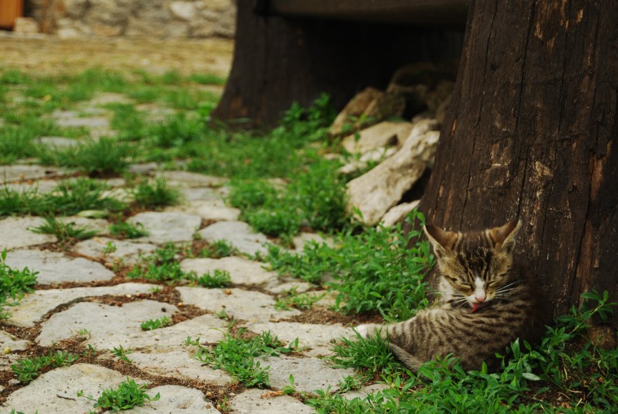 котэ - Саня Ткачук