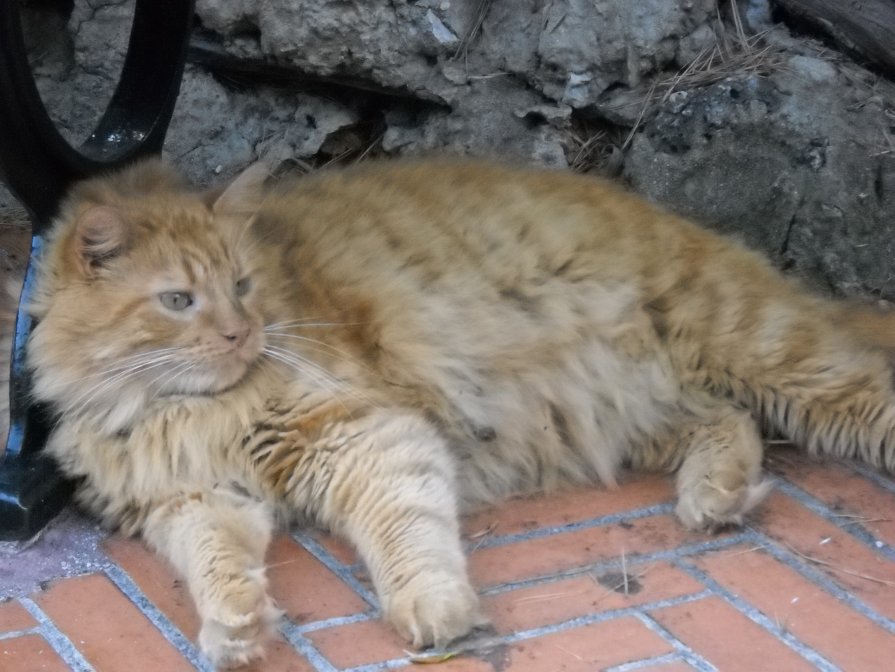 Французский кот в парке Грэйс Келли - Стил Франс