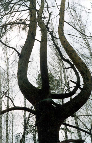 дерево Лира - станислав заречанский