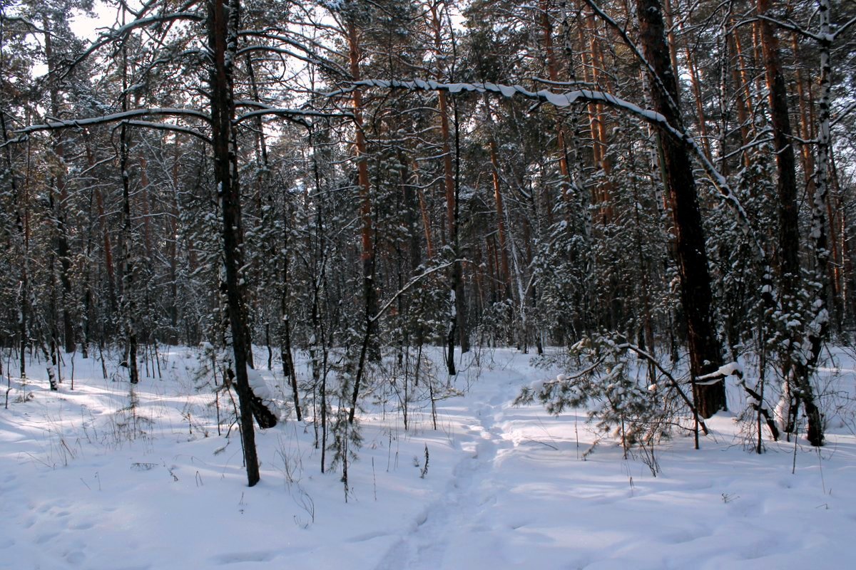 В рыжих соснах запутался снег... - Надежда 