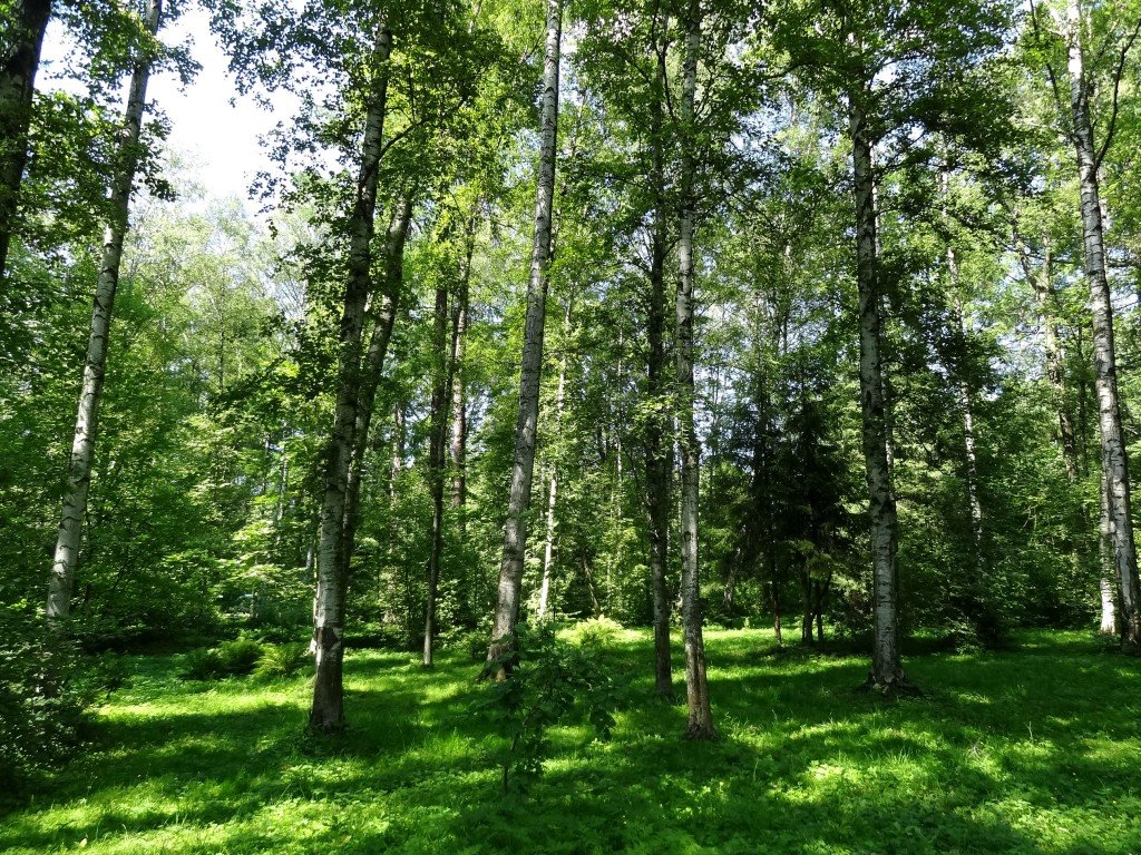 Весенний лес - Наталия Короткова