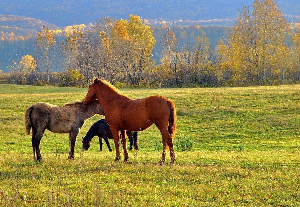 Разномастные кони - Любовь Потеряхина