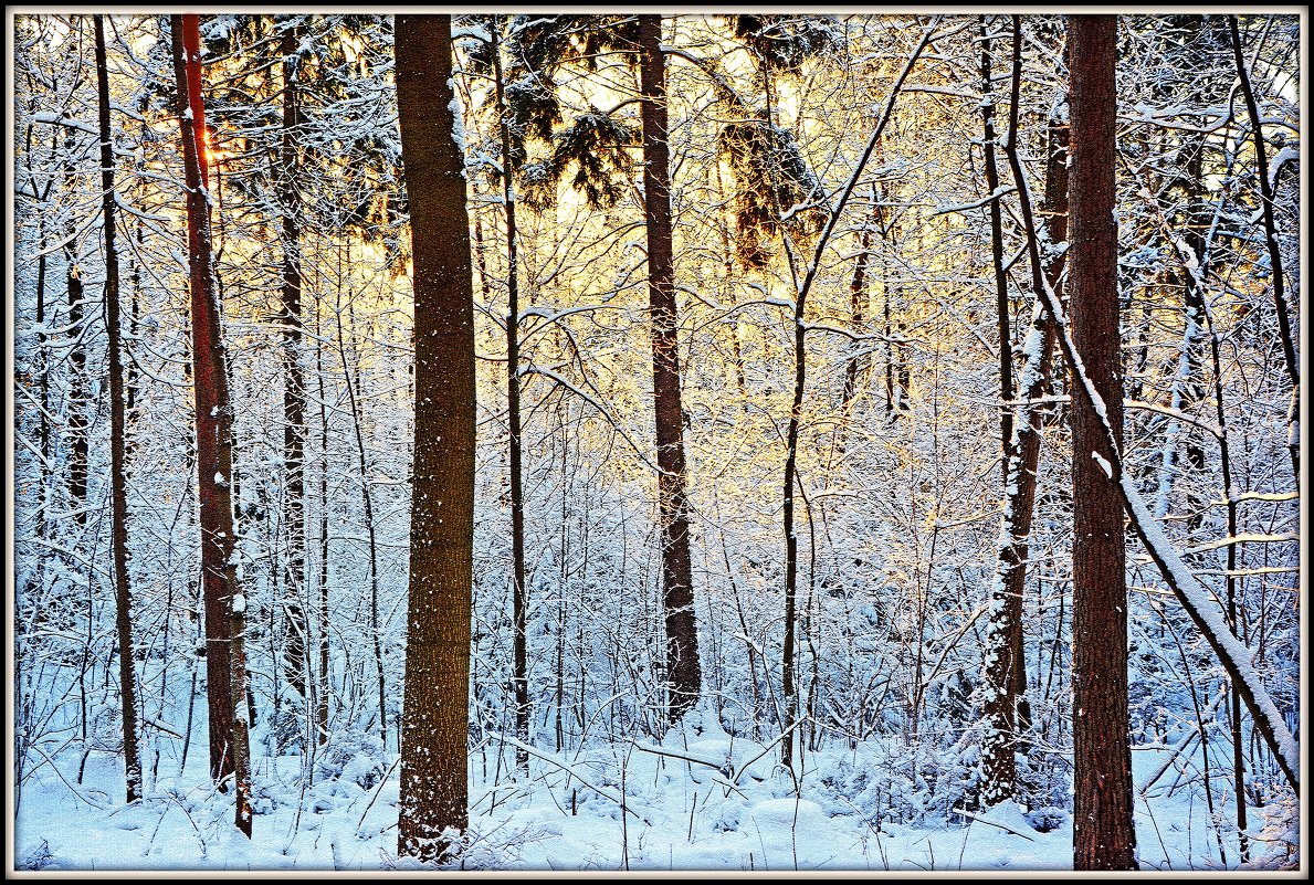 Лесные кружева - Виктор Бельцов