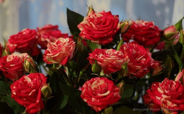 Праздничные Розы - Ирина Терентьева