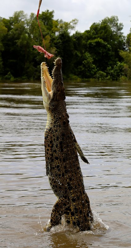 Crocodile - Ирина Бастырева