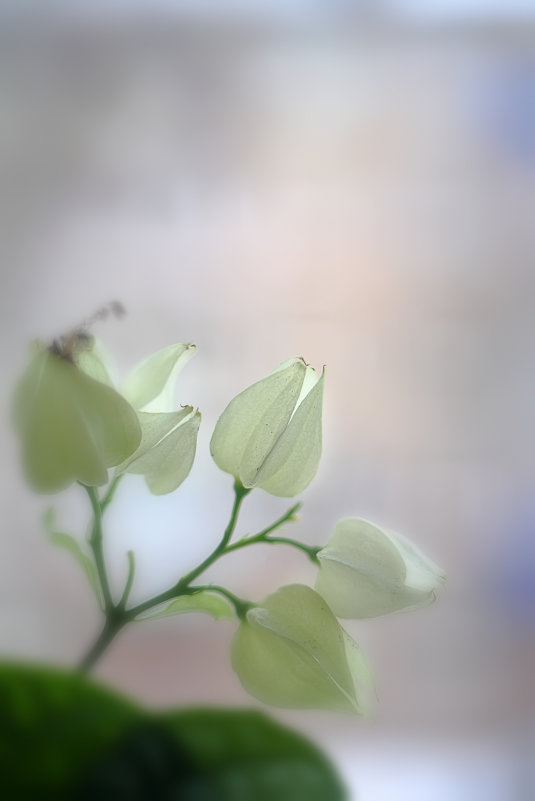 Цветок на подоконнике - Константин Еськин