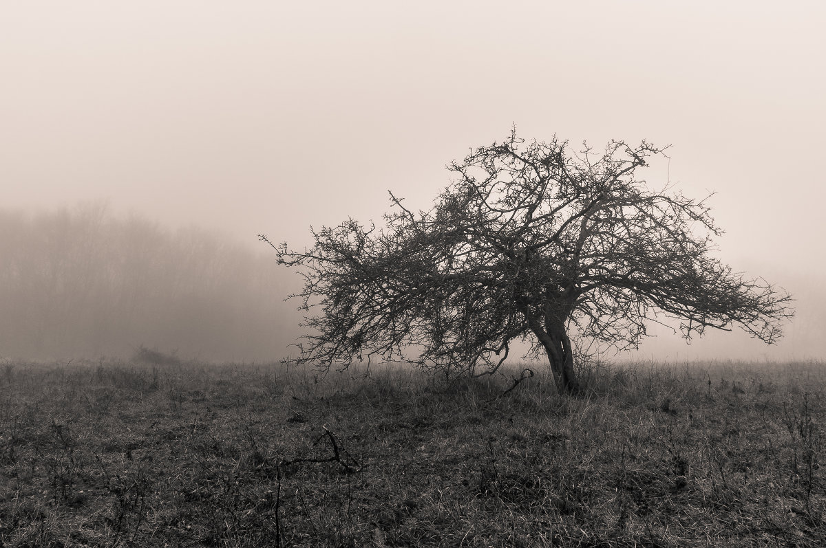 Одинокое дерево - Sergey Ivankov