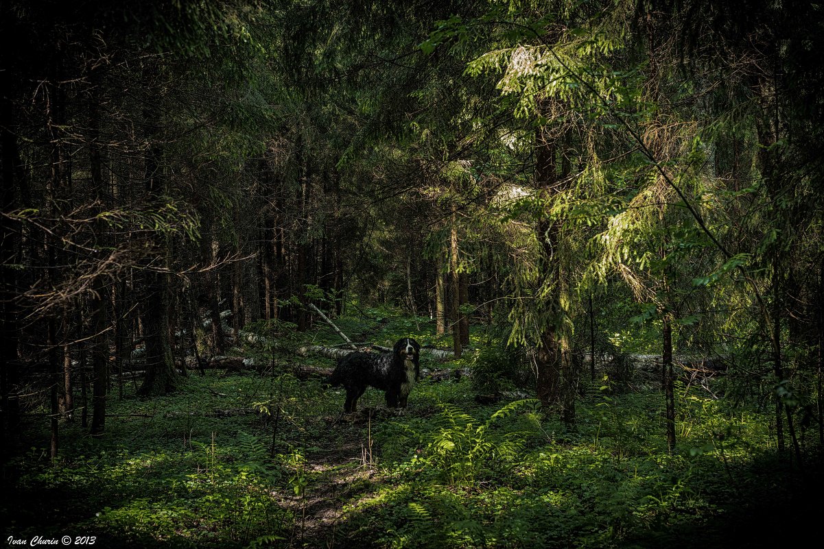 Прогулка в лесу - Иван Чурин