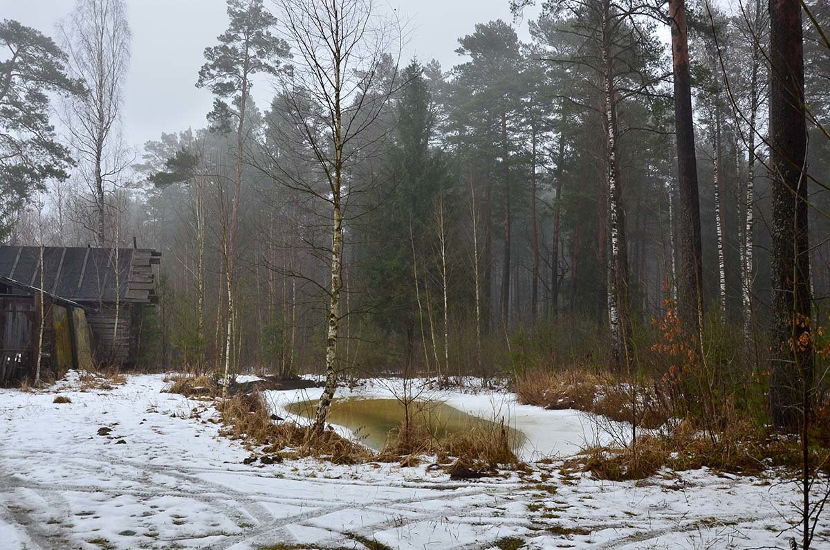 Оттепель в лесу зимой