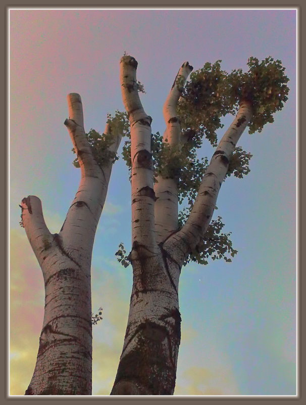 деревья - алекс дичанский