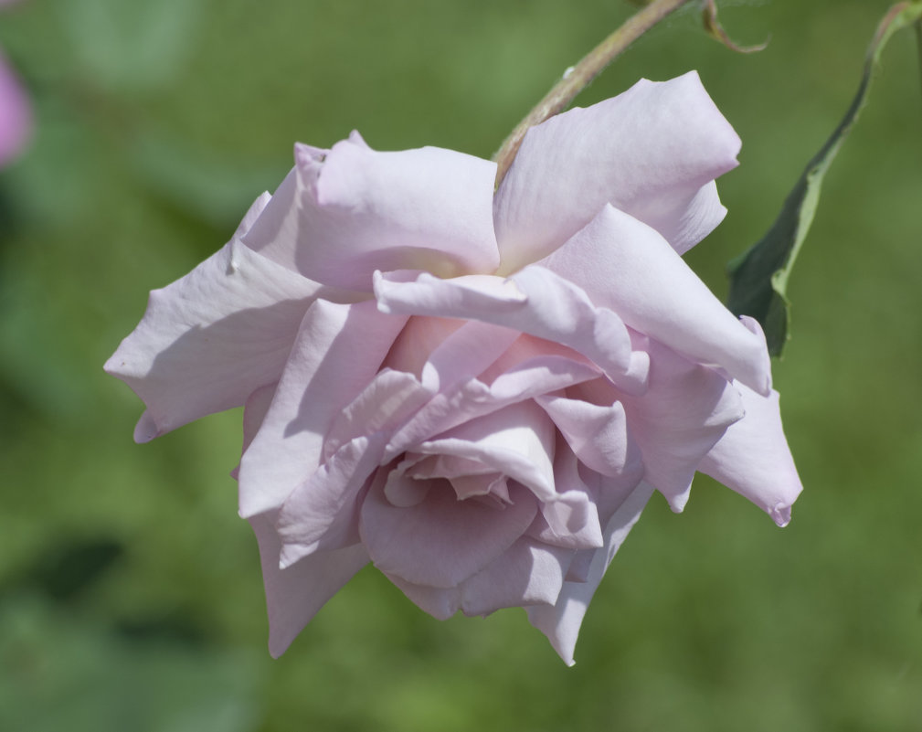 Бледная роза - Люба Мельник