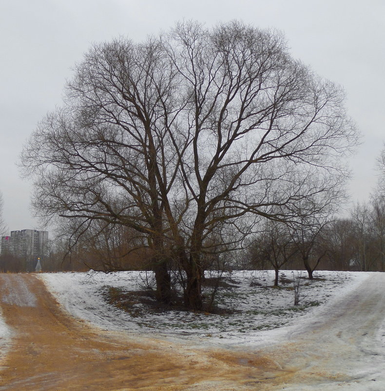 одинокое дерево - Андрей Столяров