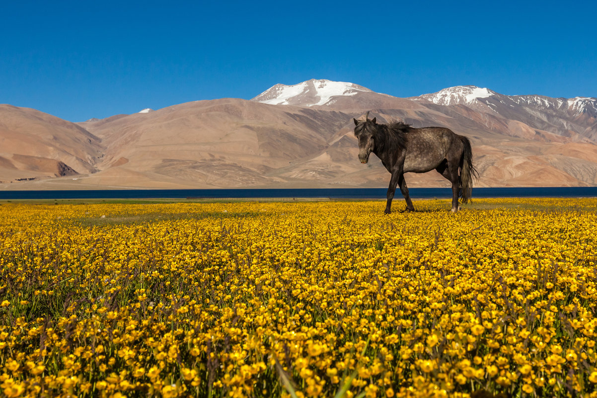 Алексей Соловьев - Das Pferd aus Tibet - Фотоконкурс Epson