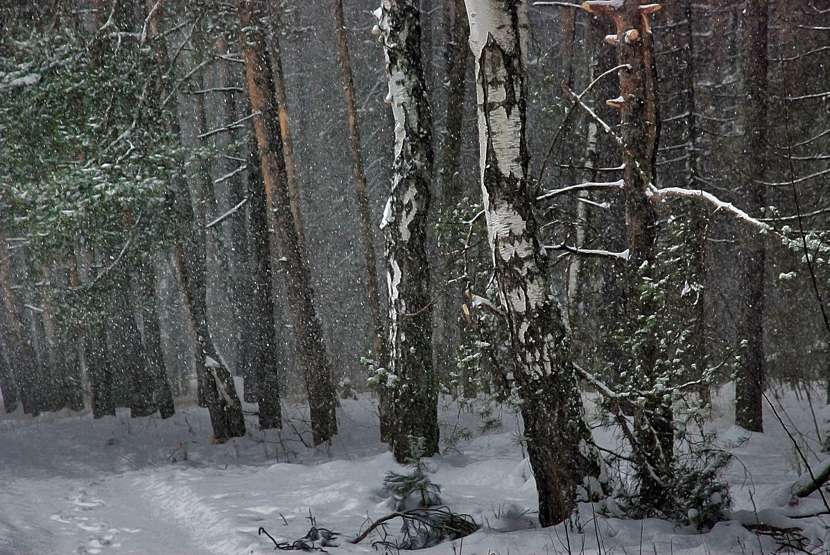 февральскими лесами - sergej-smv 