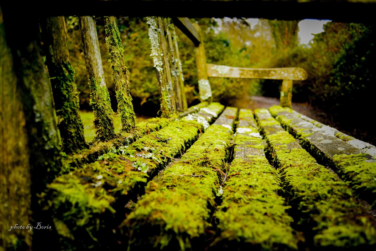 Moss on the bench - Борис Б