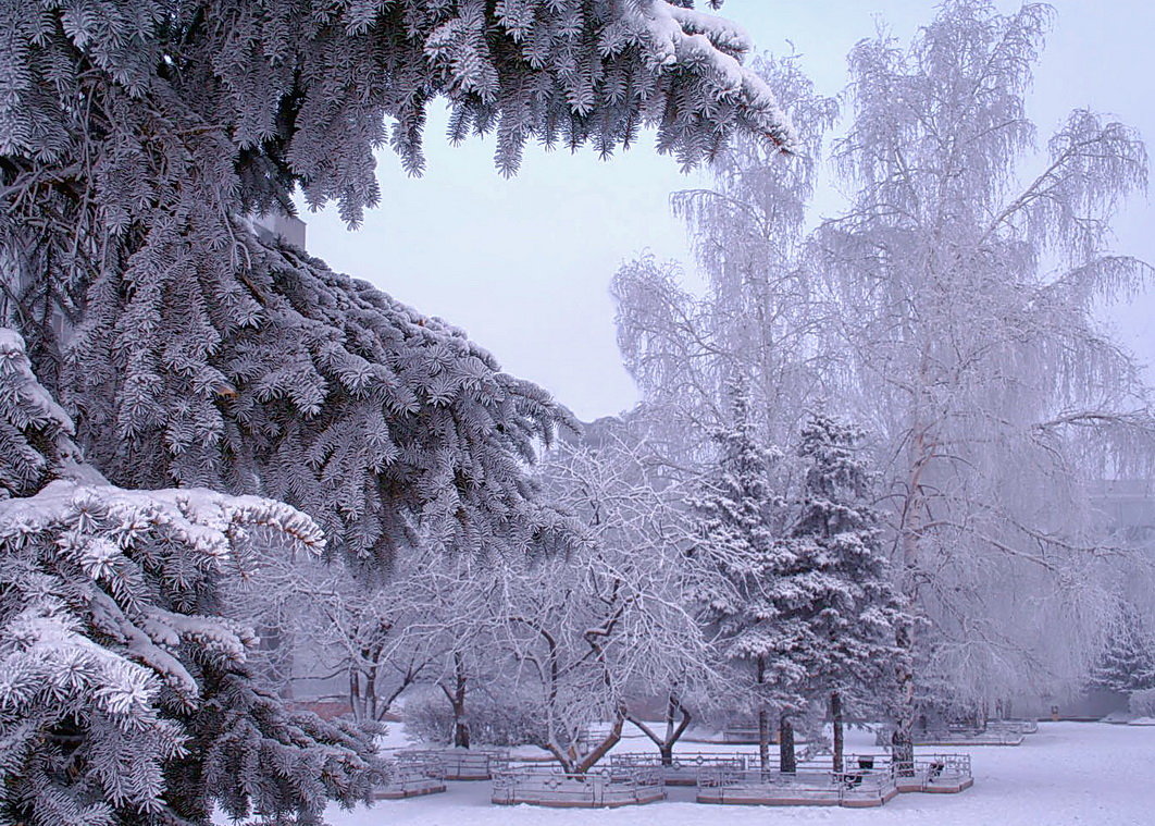 Деревья в зимнем серебре - Nick Nichols