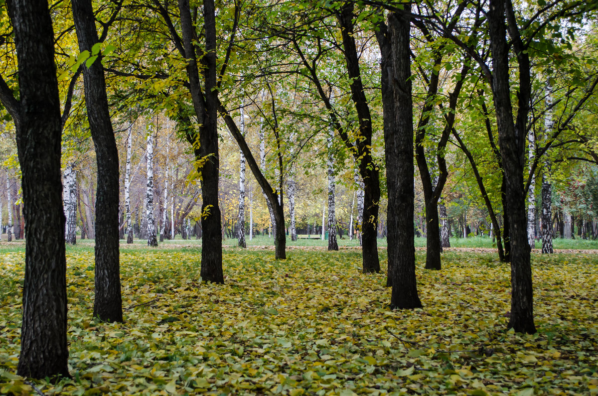 Осень - Alexey Bogatkin