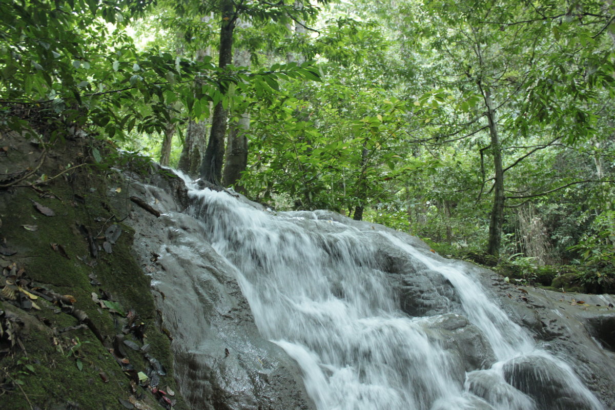 Thailand - Nature Trail of Sa Nang Manora Forest Park (Phang Nga) - Виталий Худорожков