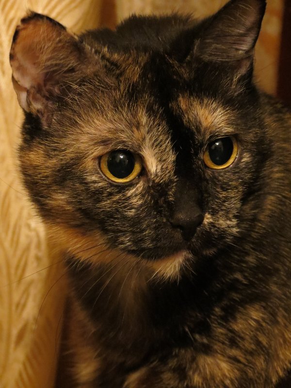 Портрет моей кошки - Людмила 