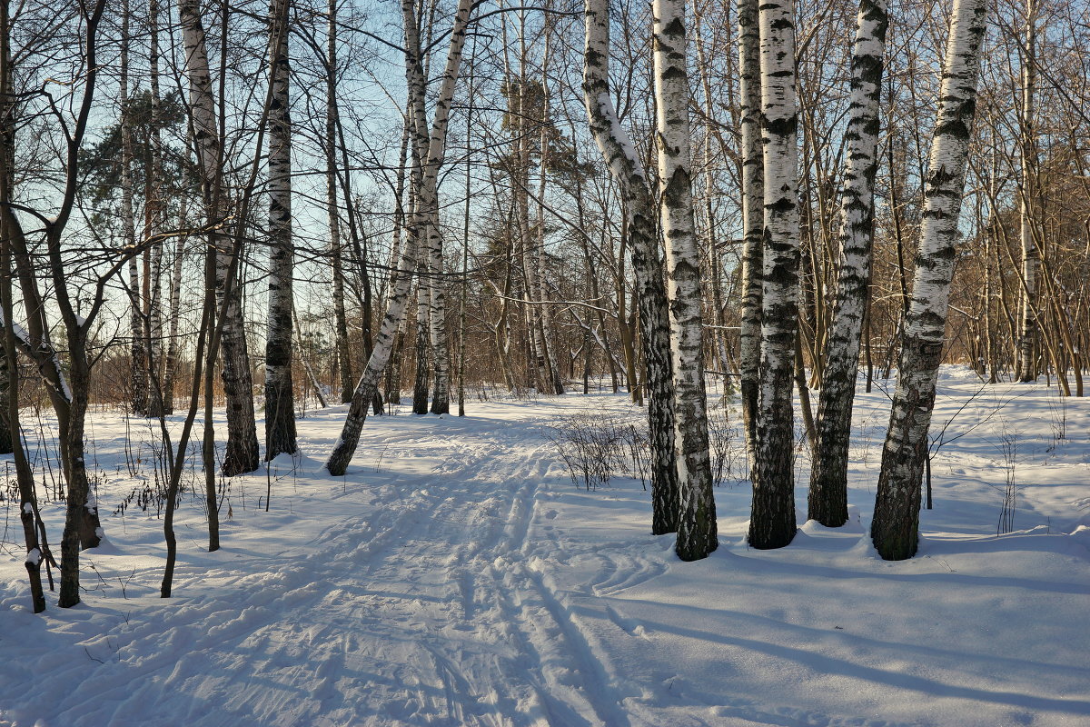 В зимнем парке. - Юрий Шувалов