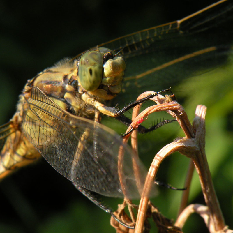 Dragonfly - Эдуард Цветков