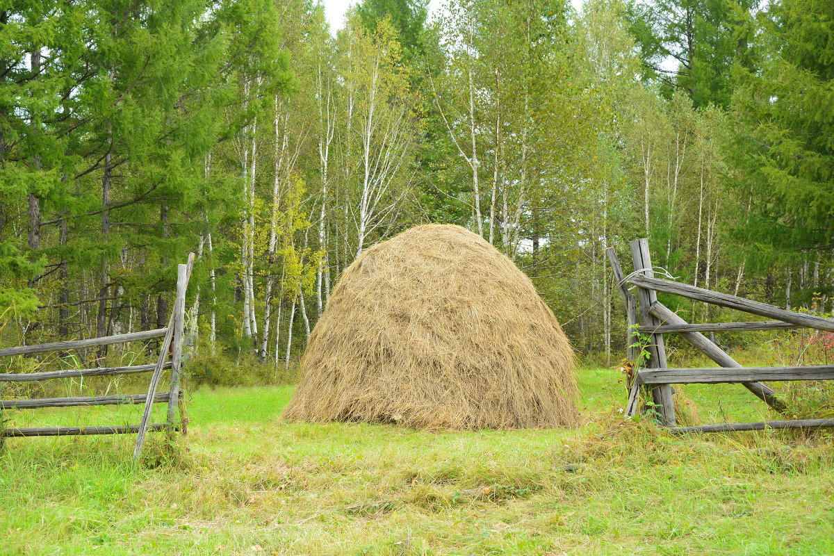 сено - Сергей Сол