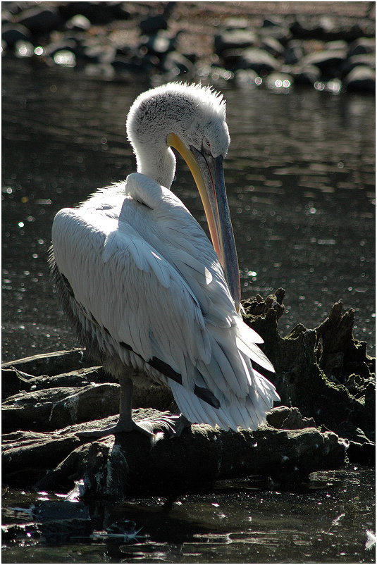 Пеликан - чистюля *** Pelican lover purity - Александр Борисов