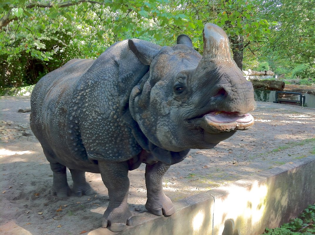 Berlin - ZOO - france6072 Владимир