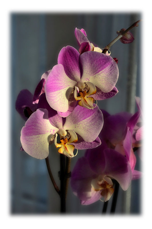 Орхидеи, освещённые солнцем - Boris Alabugin