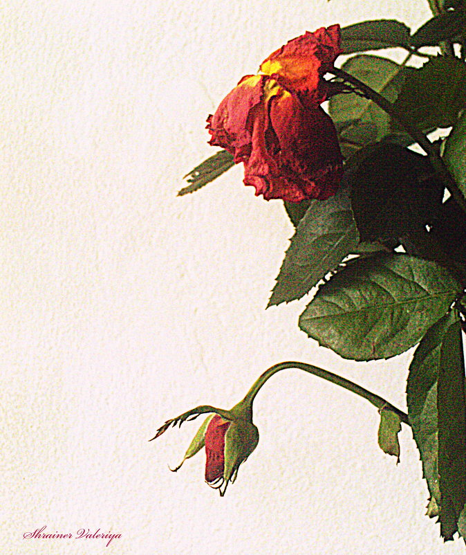 забытая роза - Валерия 