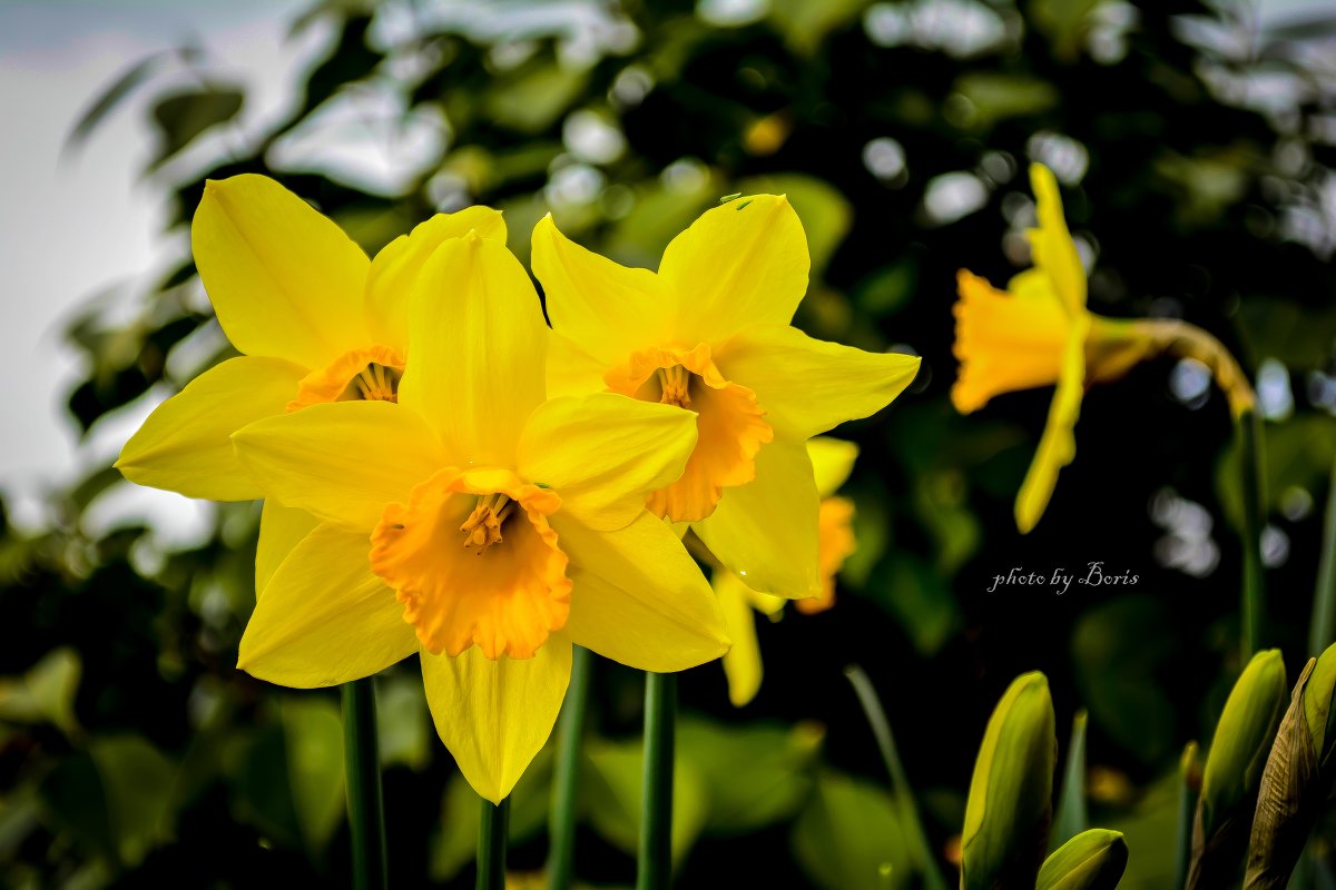 yellow flowers - Борис Б