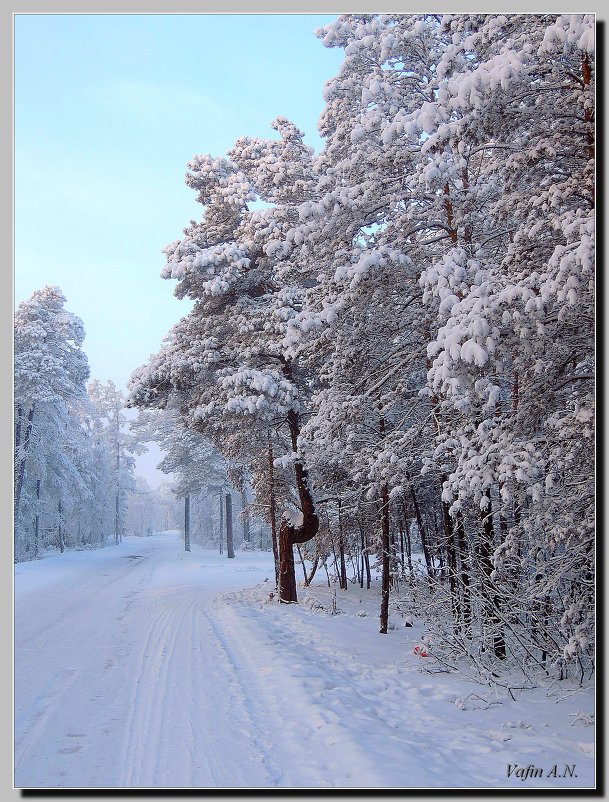 Деревья в снегу - Анатолий Вафин