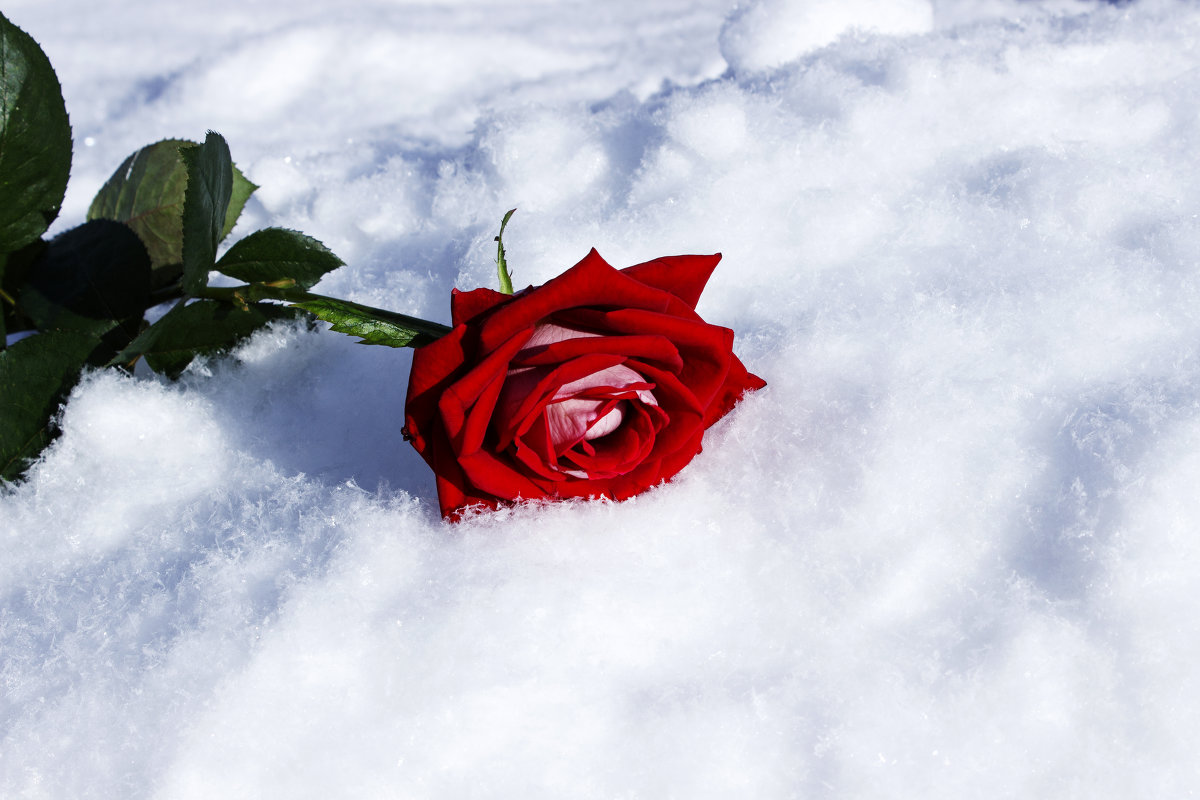роза на снегу - вячеслав 
