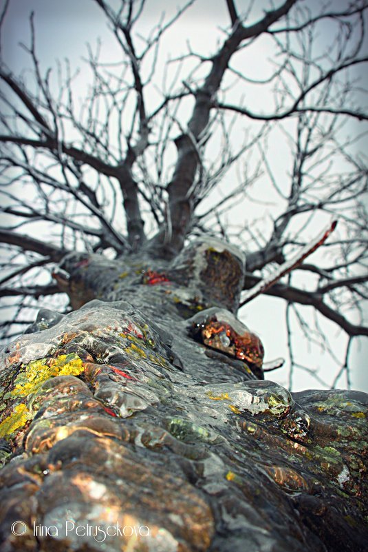 дерево во льду - Ирина Петрушкова