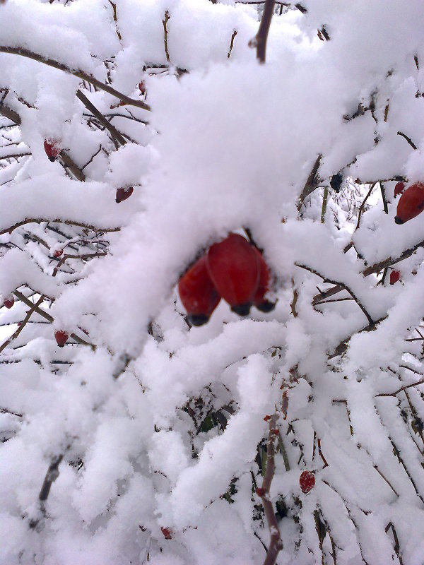 Шиповник в снегу - Любовь Игнатова