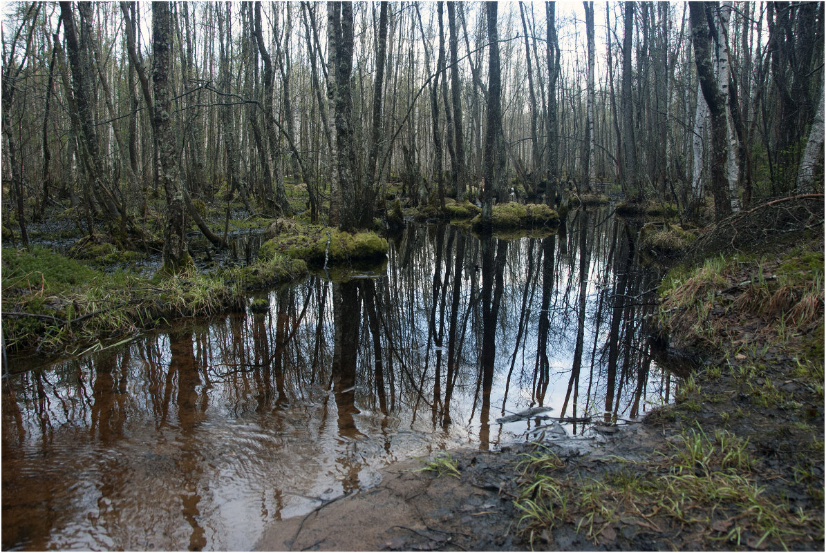 Болото весной *** Spring swamp - Александр Борисов