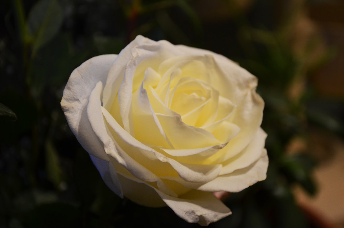 Белая роза - Елена .