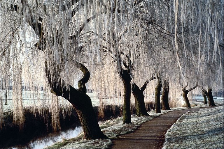 Первые заморозки - Я-славка Красавка