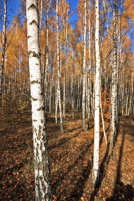 Осенний мотив - Александр Щербаков