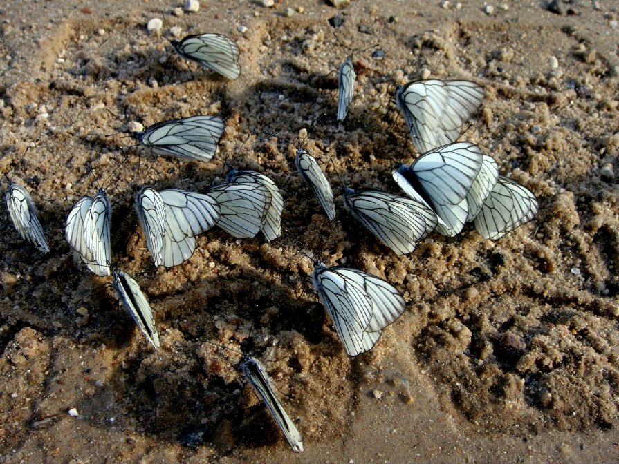 бабочки - Натали Каменская