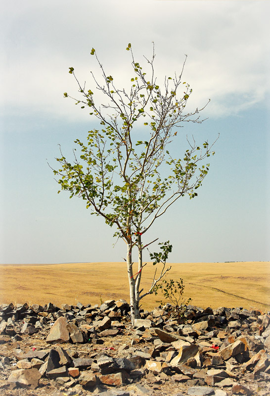 Дерево на Горе Разума - Роман Суханов