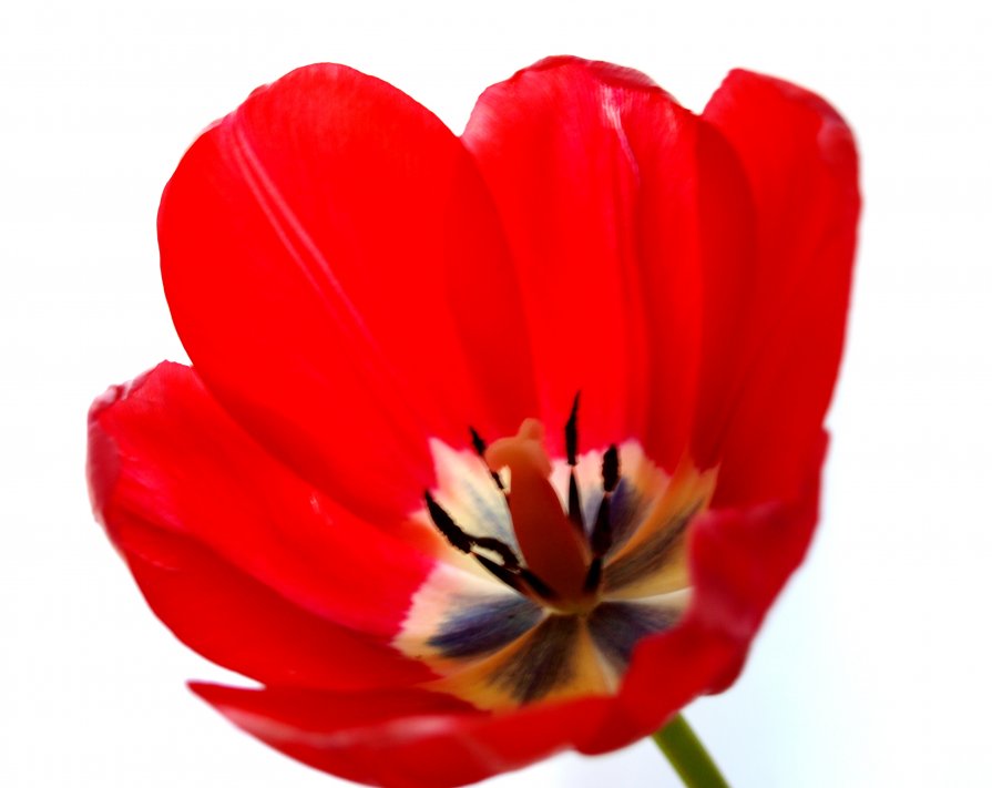 Tulip (тюльпан) - Александр Неклеса
