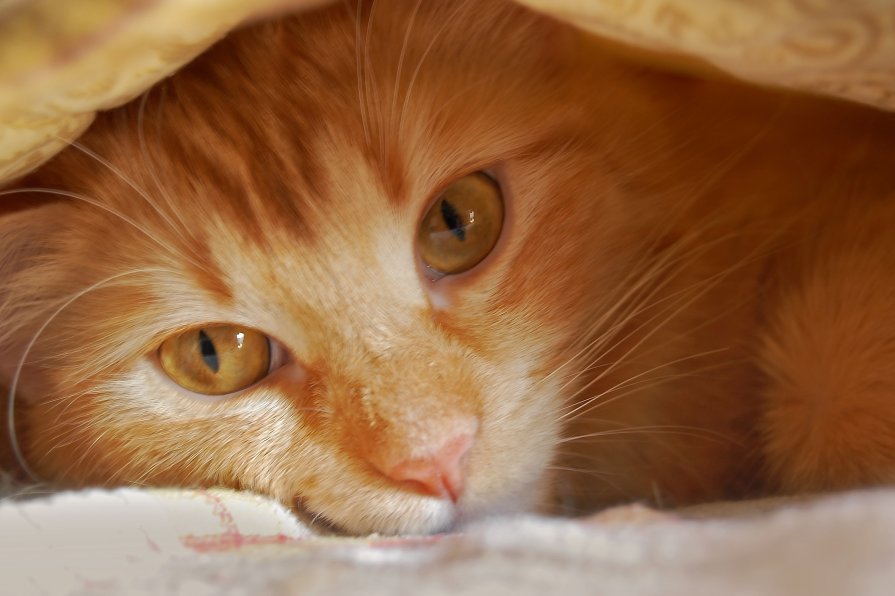 Персиковая кошка - vik zhavoronka
