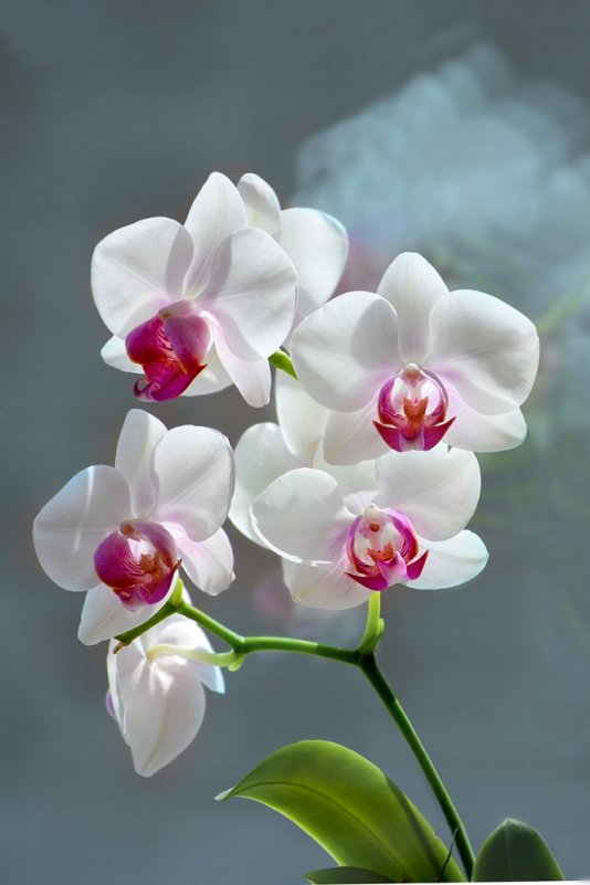 Царица цветов - орхидея - Виктор Ковчин