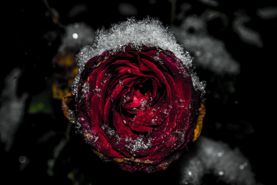 Роза в снегу - Павел Данилевский