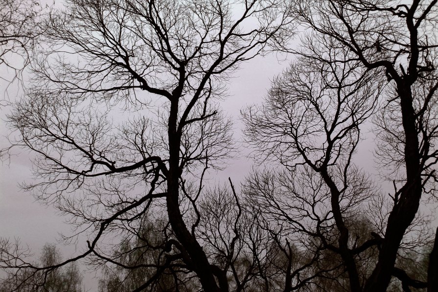 Trees - Elena Sergeeva