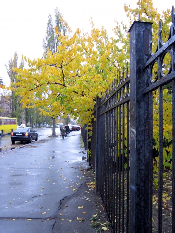 В городе осень - Алла Губенко