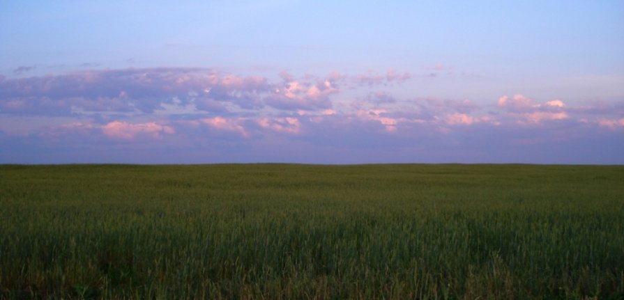 Родные просторы. Вечерняя пшеница. - Юлия Иванова (Константинова)